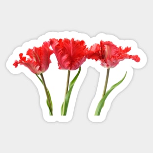 Tulipa  &#39;Garden Fire&#39;   Parrot Tulip Sticker